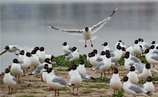 河北 壩上濕地遺鷗舞