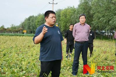 菜用大豆田間實收測產觀摩會在石家莊藁城區舉辦